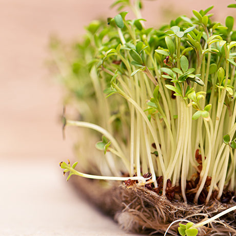 All Natural Coir Grow Pad 7.5''x5.25'', Pack of 280 - Microgreen Pad