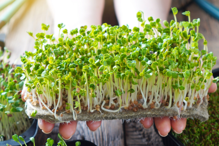 Natural Latex Coir Grow Pad 6mm Thickness Pad" 12"x12" Pack of 70 - Microgreen Pad