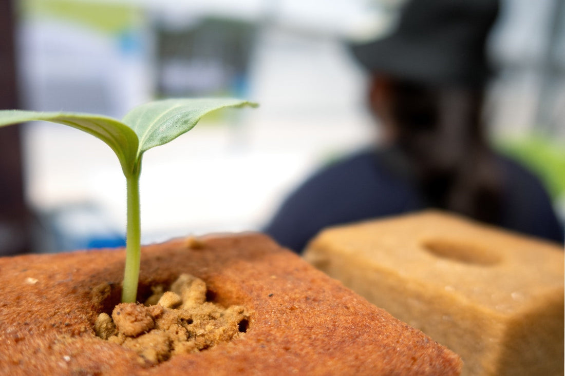 Eco-Friendly Gardening: The Power of Closed Coco Coir Grow Cubes
