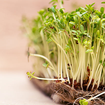 All Natural Coir Grow Pad 7.5''x5.25'', Pack of 280 - Microgreen Pad