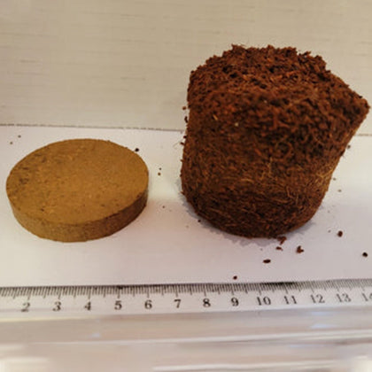 50mm Coco Disks, Box of 585 pieces